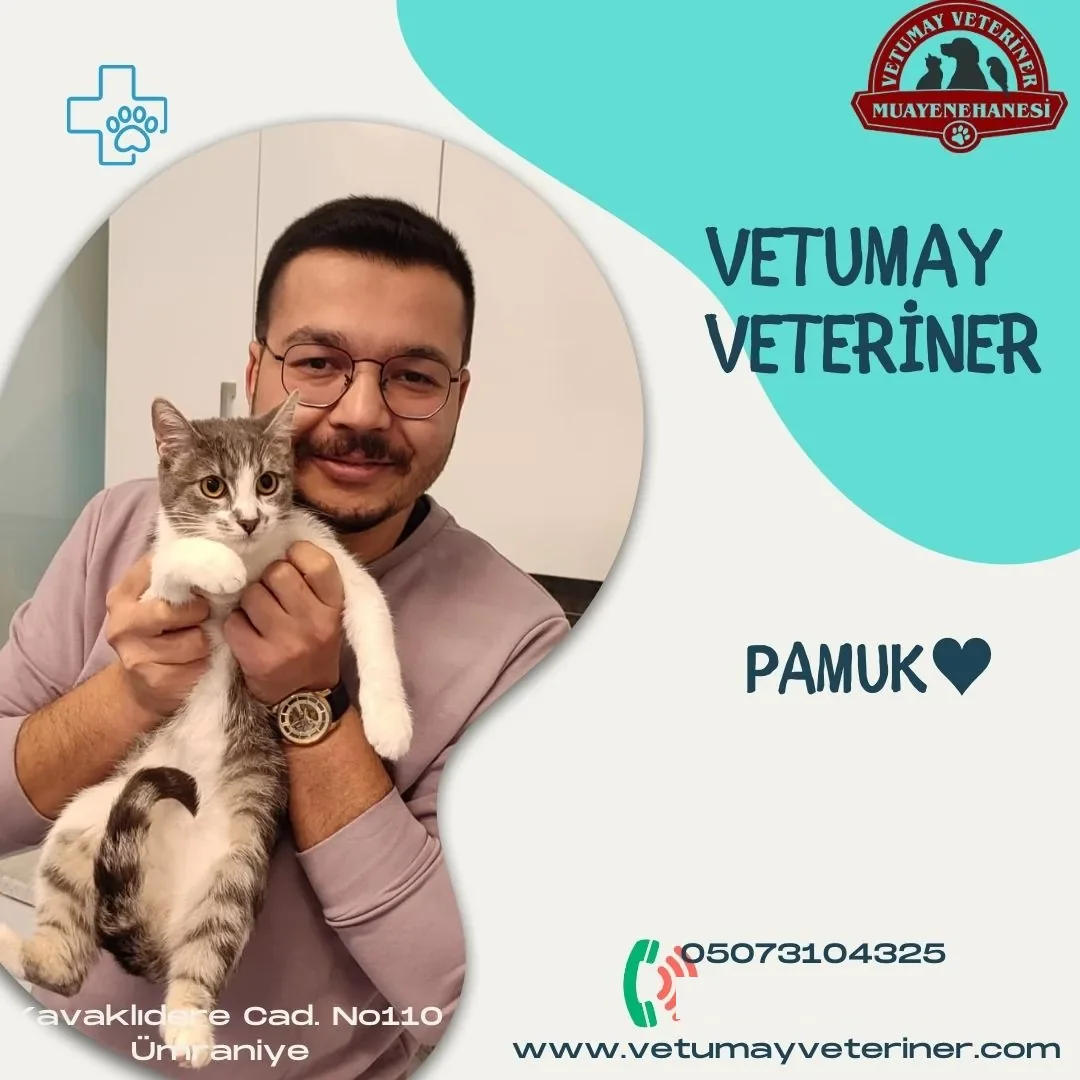 Veteriner hekim bir kediyi kucağında tutuyor