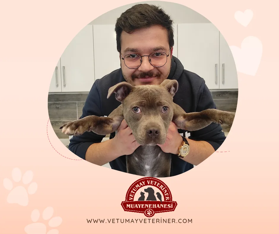 Veteriner hekim ve köpek