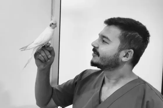 Veteriner Hizmetlerinin Önemi: Evcil Hayvan Sağlığı ve Bakımı